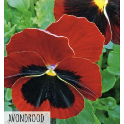 Hortitops Viool – Avondrood