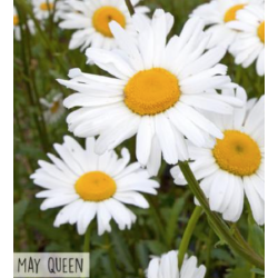Hortitops Margriet - May Queen