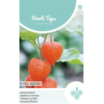 Hortitops Physalis Lampionplant