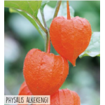 Hortitops Physalis Lampionplant