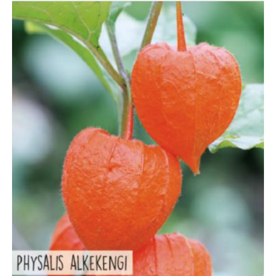 Hortitops Physalis Lampionplant