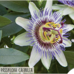 Hortitops Passiebloem