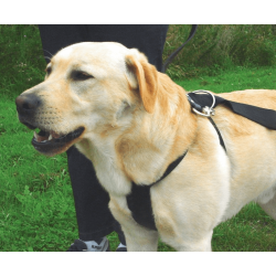 Wandeltuig autogordel hond S
