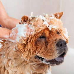 Beaphar vlooienshampoo hond 100ml