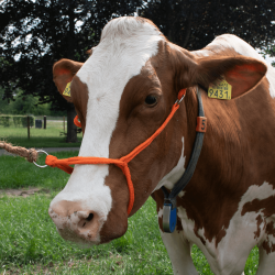 Polyhalster koe oranje
