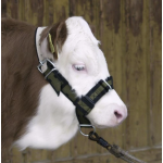 Stierenhalster nylon met D-ring Stierenhalster nylon met D-ring