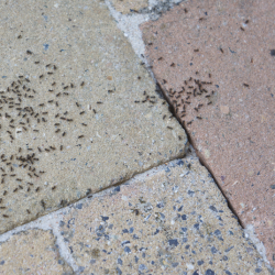 HGX Spray tegen mieren 400ml