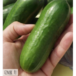 Hortitops Snackkomkommer - Iznik F1