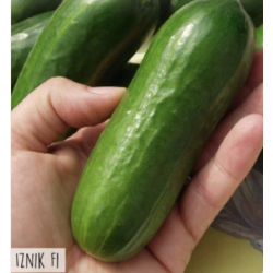 Hortitops Snackkomkommer - Iznik F1