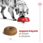 Royal Canin Maxi Ageing 8+ 15kg