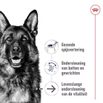 Royal Canin Maxi Ageing 8+ 15kg