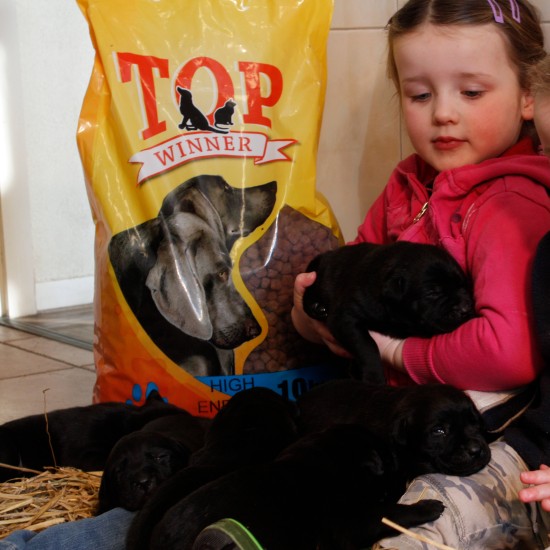 Hondenbrokken voor pups Hondenbrokken voor pups