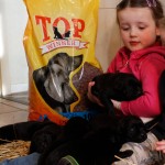 Hondenvoer voor actieve honden