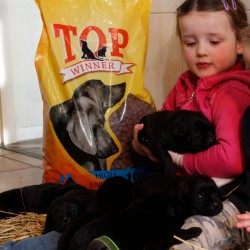 Topwinner High Energie 10kg Topwinner High Energie 10kg