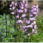 Plantenstok groen 150cm 16mm