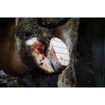 Easy Hoof klauwblokje Easy Hoof klauwblokje