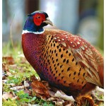 Sierhoenderkorrel Groei 20kg