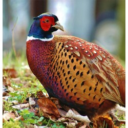 Sierhoenderkorrel Groei 20kg Sierhoenderkorrel Groei 20kg