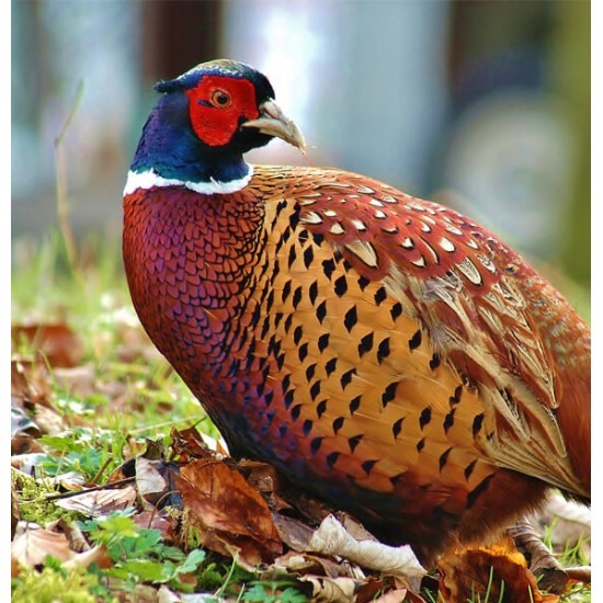 Sierhoenderkorrel Groei 20kg