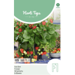 Hortitops hangaardbei Ruby Ann F1