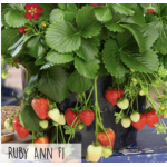 Hortitops hangaardbei Ruby Ann F1