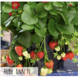 Hortitops hangaardbei Ruby Ann F1