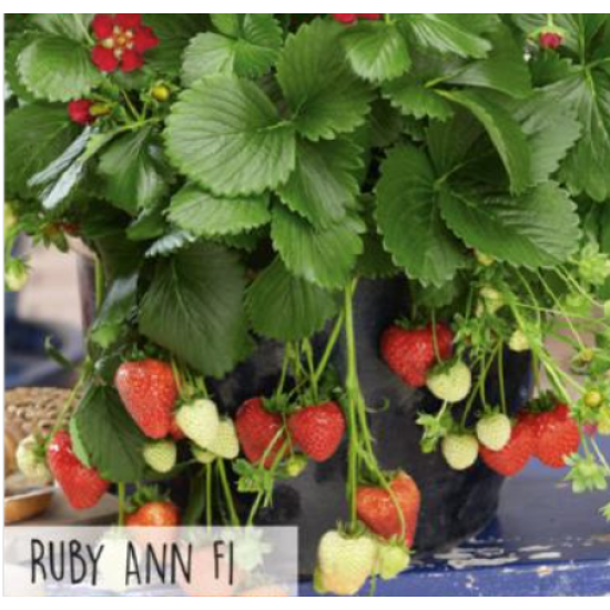 Hortitops hangaardbei Ruby Ann F1